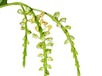 Smitinandia helferi