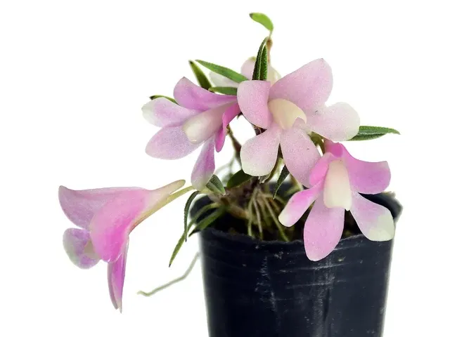 Dendrobium cuthbertsonii var. agathodaemonis (Dendrobium)