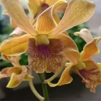 Dendrobium Orchid Plant (Caesar Candy x Brown Twisted)#218 - Seedling