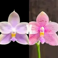 [Bare-root][New] #PA# Phal. MMZ338 [2.4" NBS][Sept in stock 26]