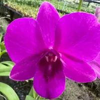 Dendrobium Orchid Plant Pink Lady #2 - Seedling
