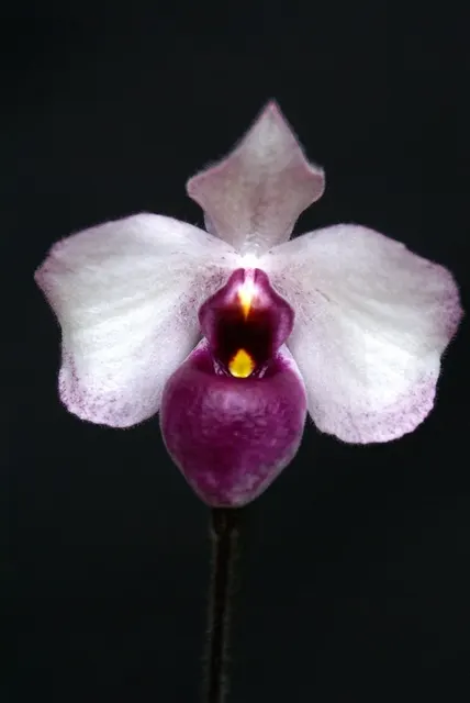 Paphiopedilum delenatii vinicolor (Paphiopedilum)