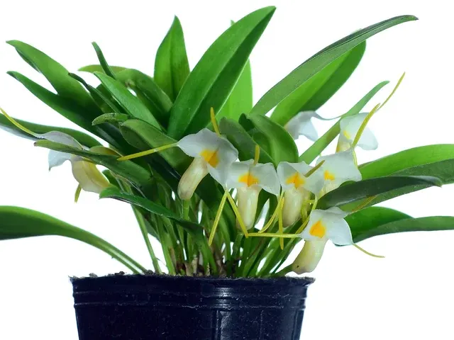 Masdevallia fuchsii 'Ecuagenera' (Masdevallia)