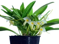 Masdevallia fuchsii 'Ecuagenera'