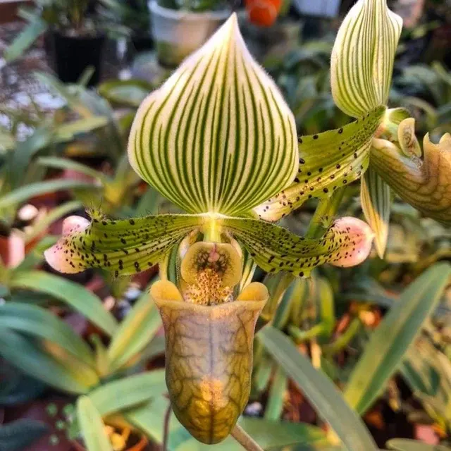 Paphiopedilum venustum var semi alba (Paphiopedilum)