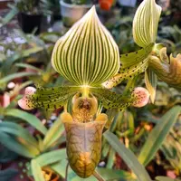 Paph. venustum var. semi alba - NBS