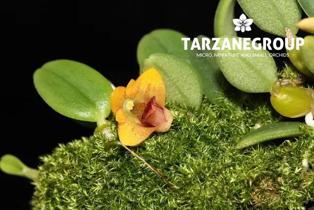 Dendrobium bulbophylloides (Dendrobium)