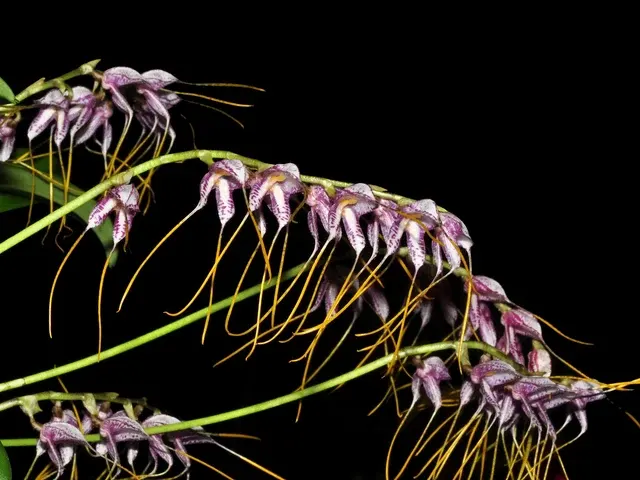 Masdevallia polysticta blue