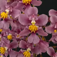 Flowering select Oncidium species CC26/028