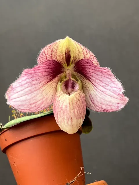 Paphiopedilum Lai-Roong (Paphiopedilum)