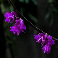 Dendrobium intricatum 'Purple' sp.