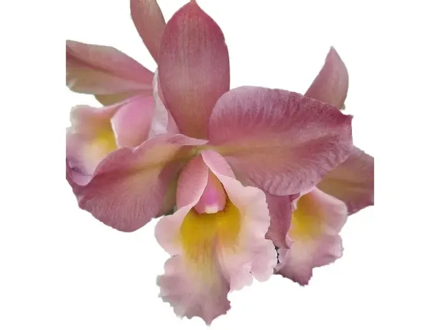 Rhyncholaeliocattleya Rainbow (Rhyncholaeliocattleya)