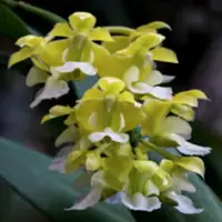 Aerides houllentiana fma. alba sp.