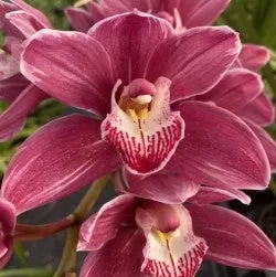 Cymbidium Rotorua Rose 'Splash Petal' (Cymbidium)