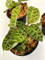 Macodes petola (1 plant per pot)