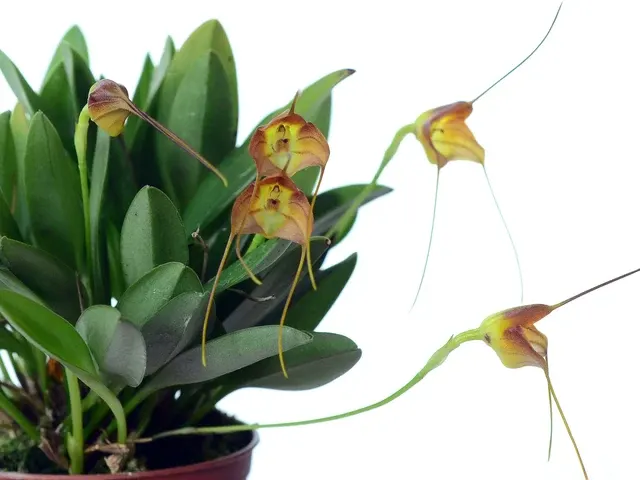 Masdevallia calocalix (Masdevallia)