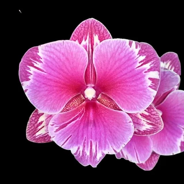 Phalaenopsis Younghome Sunday - Big Lip (Phalaenopsis)