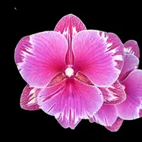 Phalaenopsis Younghome Sunday - big lip