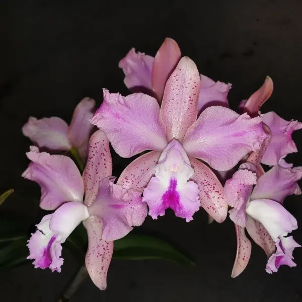 Cattleya Finesse Topaz