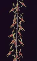 Gongora nigra