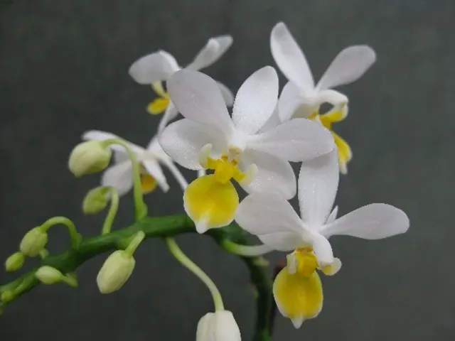 Phalaenopsis equestris 'Miki' (Phalaenopsis)