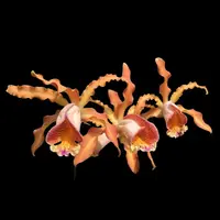 Cattleya forbesii × Myrmecophila thomsoniana