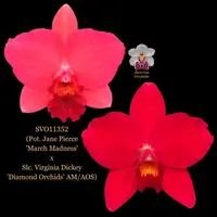 Cattleya Orchid Hybrid SVO11352 (Pot. Jane Pierce 'March Madness' x Slc. Virginia Dickey 'Diamond Orchids' AM/AOS)