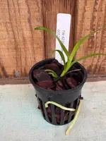 Epidendrum tridens