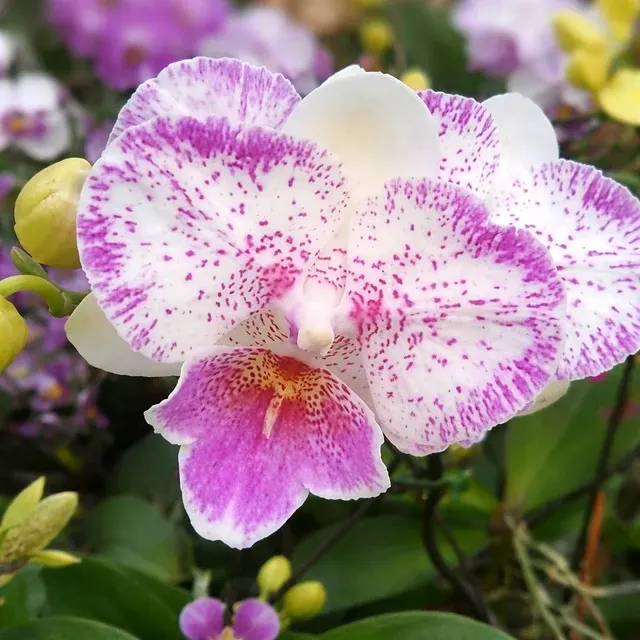 Phalaenopsis Shalu Rose × Yu Pin Fire Works
