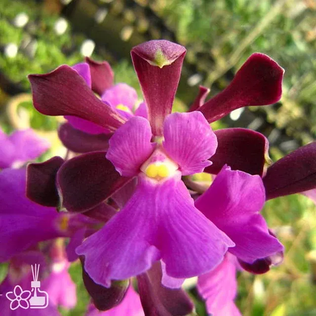 Encyclia cordigera rubra x tipo