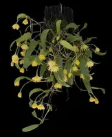 Bulbophyllum odoratissimum