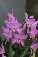 Laelianthe Bowri-albida