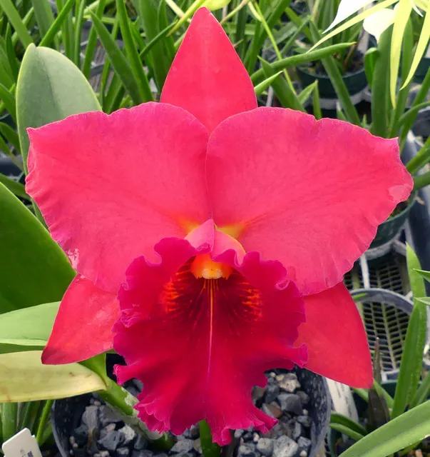Brassolaeliocattleya Taiwan Chief Wine 'Van Gogh' (Brassolaeliocattleya)