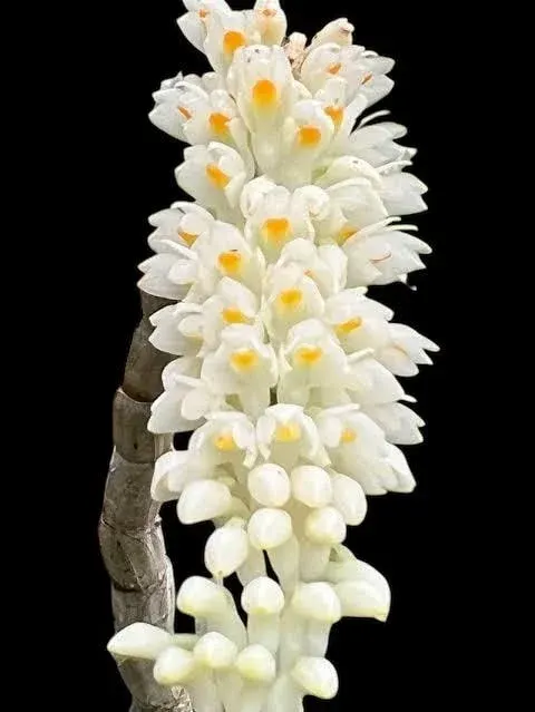 Dendrobium secundum var. alba (Dendrobium)