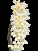 Dendrobbium secundum var. alba (3” pot)