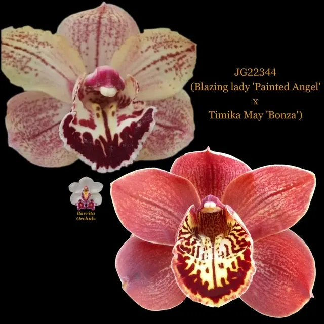 Cymbidium Blazing lady 'Painted Angel' x Timika May 'Bonza' (Cymbidium)