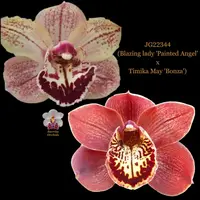 Cymbidium Seedling JG22344 (Blazing lady 'Painted Angel' x Timika May 'Bonza')