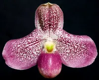 Paphiopedilum Achental OIW0012 (Paphiopedilum)