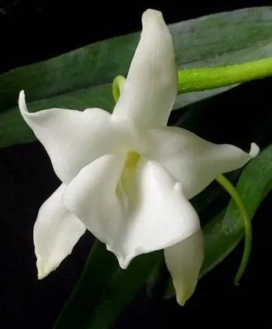 Angraecum magdalenae 'Big Plant'