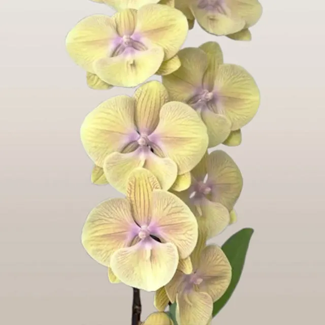Phalaenopsis Mango Guzelligi