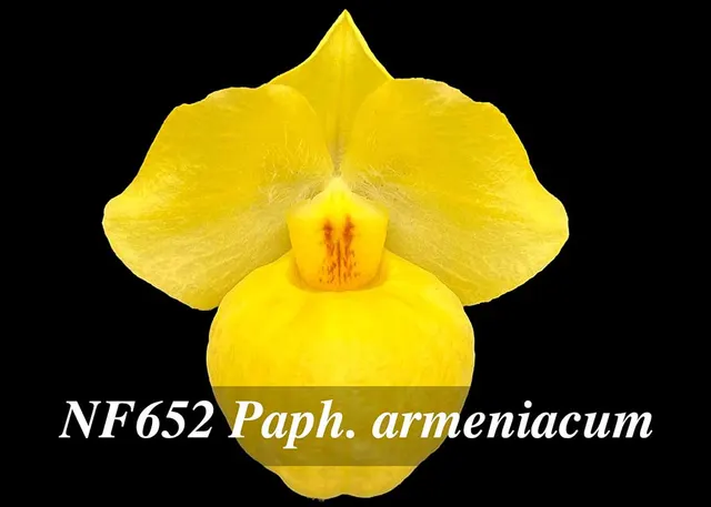 Paphiopedilum armeniacum 'Note: Only 4 Available.'