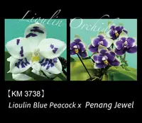 Phalaenopsis LL Blue Pansy (Phal. Lioulin Blue Peacock x Penang Jewel) (3738)