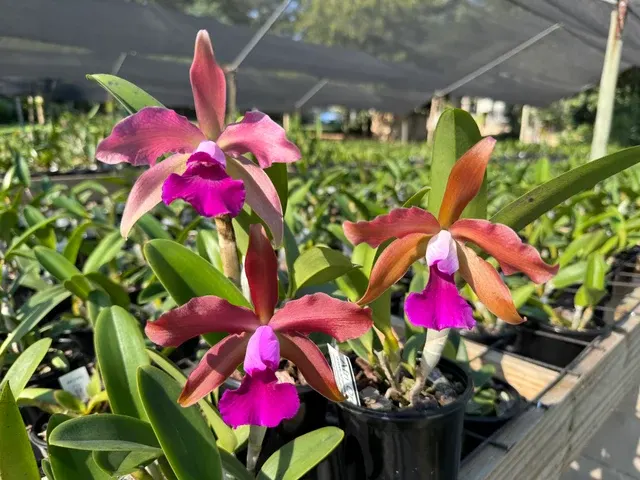 Cattleya Cruella (Cattleya)