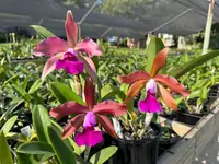 Cattleya Cruella
