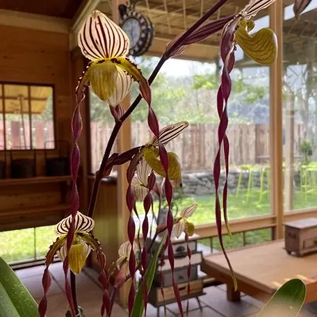 Paphiopedilum philippinense (Paphiopedilum)