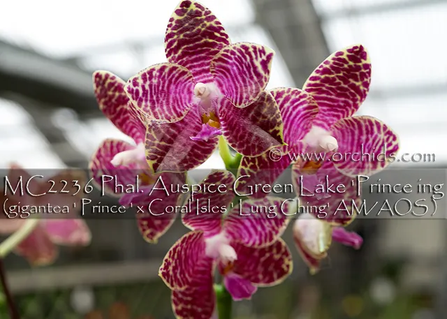Phalaenopsis Auspice Green Lake 'Prince , Note : In Buds To Blooming' (Phalaenopsis)