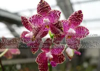 Phal. Auspice Green Lake 'Prince , Note : in buds to blooming ' (gigantea ' Prince ' x Coral Isles ' Lung Ching' AM/AOS )