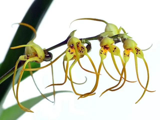 Masdevallia lehmannii (Masdevallia)