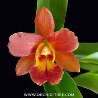 Cattleya Volkertara Samantha Marko Orchid Plant - BS