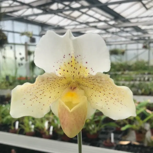 Paphiopedilum Dusty Miller